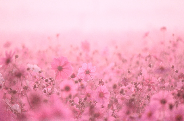 霧と羽島の秋桜