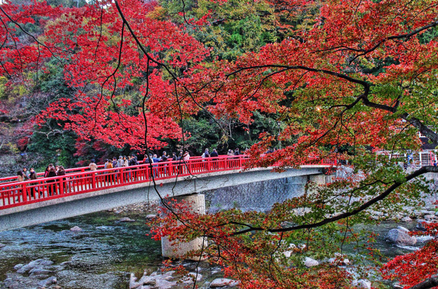 香嵐渓の楓と赤色の橋