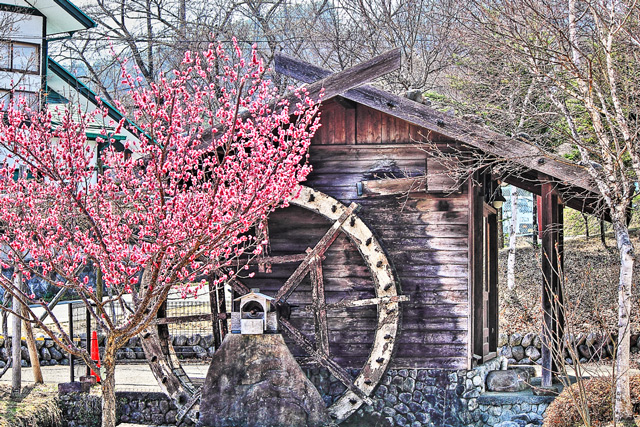 水車小屋と桃の木