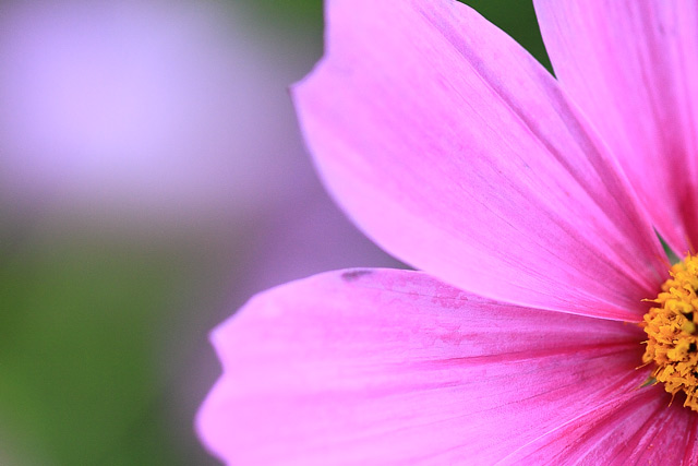 コスモスの花びら