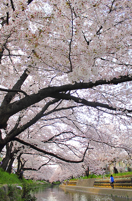 五条川を覆う桜のトンネル