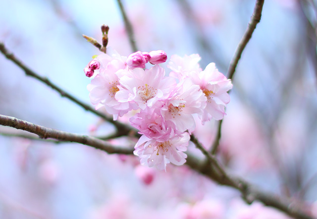 八重咲きの桜 八重咲きの桜