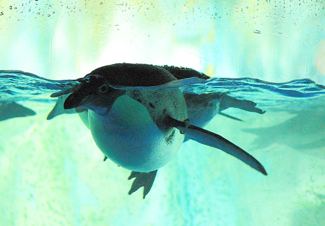 水槽の中を泳ぐペンギン