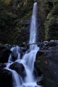 養老の滝