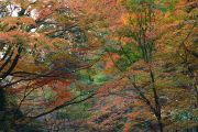 色鮮やかな紅葉の屋根