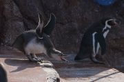 羽を広げて口を開けたペンギン