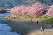 来宮橋から撮影した河津桜