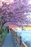 河津桜のトンネル