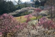 高台から見た梅林公園