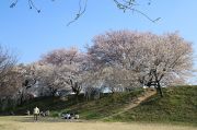 堤防沿いの桜