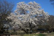 大きな桜の木