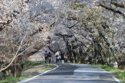 桜のトンネル