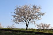 青空と桜の木