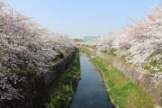 左右田橋からの桜