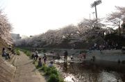 瑞穂橋周辺の山崎川河川敷