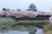 墨俣一夜上と桜と川