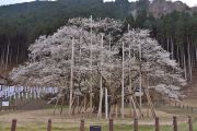 淡墨公園の淡墨桜