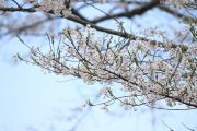 淡墨桜の枝と花びら