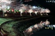 恵那峡の桜のライトアップ