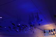 天井に映るサラリーマンと魚の大群のアート