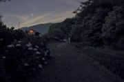 八島川沿いの紫陽花とホタル