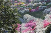 山の斜面に群生する色鮮やかな桃の花