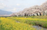 佐奈川と菜の花