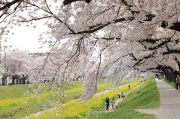 佐奈川河川敷で菜の花を観賞する人たち