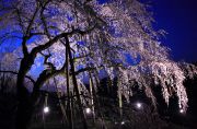 奥山田のしだれ桜