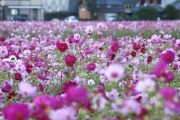 三重県菰野町のコスモス畑