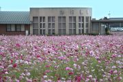 カーナビの目印となる諸岡医院