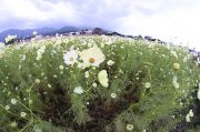 8mm魚眼レンズで撮った菰野町の黄色のコスモス畑