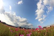 全周魚眼レンズで撮った亀山市コスモス畑と空