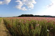 亀山市のコスモス畑と土手