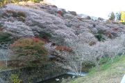 川見の四季桜と紅葉