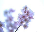 四季桜の接写