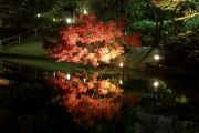 上の池に映るライトアップ紅葉