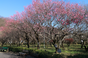 岐阜市梅林公園