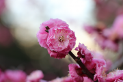 淋子梅の花・接写