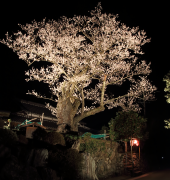 ライトアップされた春谷寺のエドヒガン桜