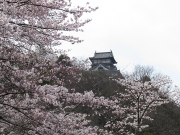 犬山城と桜