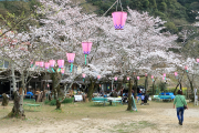 桃太郎神社の桜