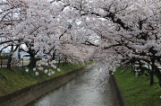 新田橋