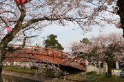 堀尾跡公園の桜