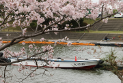 船頭平河川公園