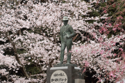 船頭平河川公園の桜とヨハネスデレーケ