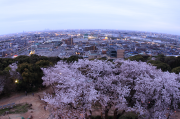 小牧山城からの桜