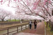 日光川沿いの桜ネックレス