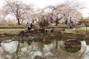 小公園の桜