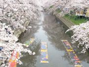 桜と五条川に浮かぶ鯉のぼり